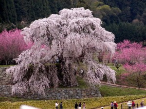 sakura