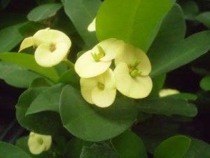 euphorbia-milii-yellow-c-u-own