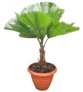 Palmeira Licuala