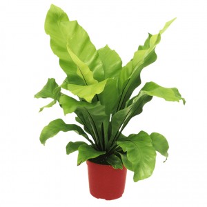 asplenium_nidus_A