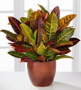 croton 1