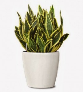 futura-superba-snake-plant-small-ornamental-sansevieria-trifasciata-futura-superba-realornementals.com-web